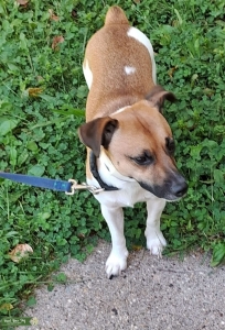 Jack Russell looking for a girlfriend  Listing Image