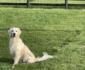 English Cream Golden Retriever - purebred Listing Image