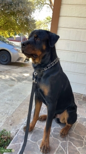 120 LBS Well behaved Stud Listing Image