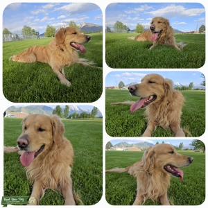 AKC Cert/OFA Tested Golden Retriever Stud Listing Image