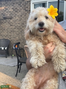 Purebred Mini Golden Doodle  Listing Image
