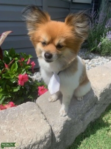 Handsome fella looking for lovely lady  Listing Image
