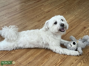 Maltipoo Stud Listing Image