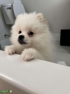 Toy Pomeranian Stud Dog Available  Listing Image