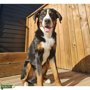 Stud male Listing Image