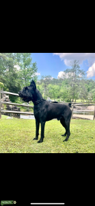 Giant schnauzer Stud Available  Listing Image