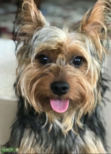 Yorkshire Terrier Male Purebred Available  Listing Image