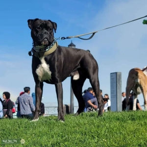 Proven Reverse Brindle Boxer Listing Image