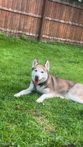 Female husky  Listing Image
