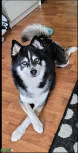 Pomsky  Stud Dog Listing Image