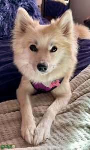 Gorgeous Pomsky female  Listing Image
