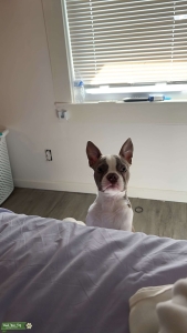 Looking for a female to breed  Listing Image
