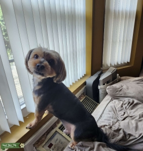 My fur baby is looking for a lady love to mate with & make some beautiful pups together! Listing Image