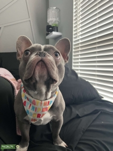 Fawn Gray AKC Frenchie Listing Image
