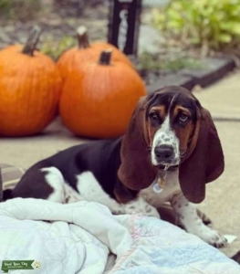 AKC Pedigreed Basset Hound Listing Image