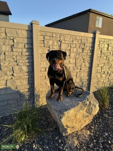 Block Head German Rottie 120LBS Listing Image