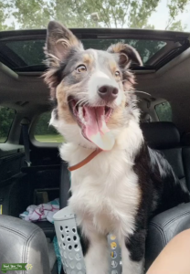 Black Tri-Color Aussie Stud looking for Female Listing Image