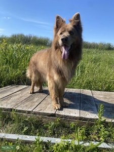 Beautiful German Shepherd  Listing Image