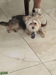 Golden Morkie Listing Image