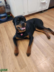 Looking for Stud dog Listing Image