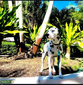 Strong dalmatian Listing Image