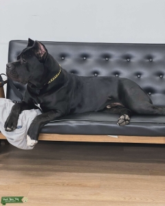 Male cane corso stud  Listing Image