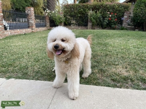 Good boi  Listing Image