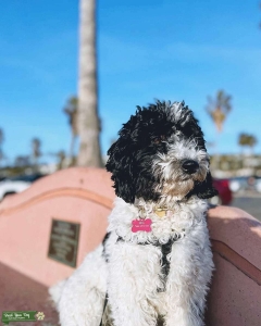 Mini Sheepadoodle - Super Princess!  Listing Image