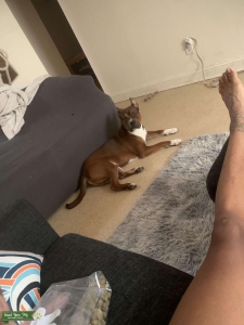 Brown & white boxer pit mix Listing Image
