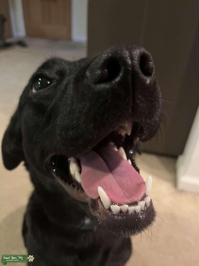 Aussie/lab mix Listing Image