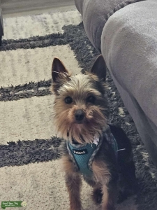 Male teacup Yorkie Listing Image