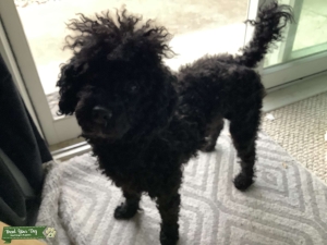 Mini poodle very calm Listing Image