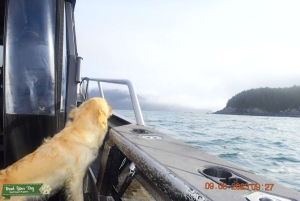 English Cream Golden Retriever Listing Image