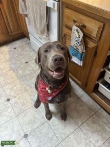 Stud Silver Lab Listing Image