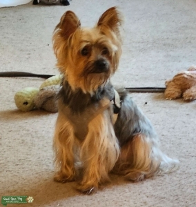 AKC Yorkie Female Seeking Mate Listing Image