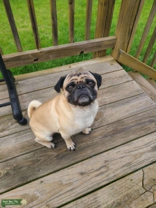 3 Year Old AKC Fawn Pug LF Summer Fling Listing Image
