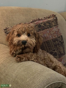Cockapoo Stud Listing Image