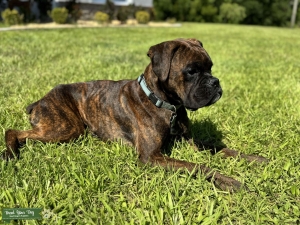 “Stud”ingly “Blu”tiful Listing Image