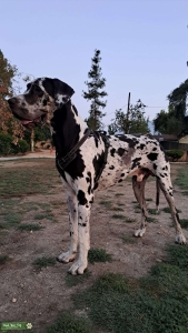 Harlequin Great Dane  Listing Image