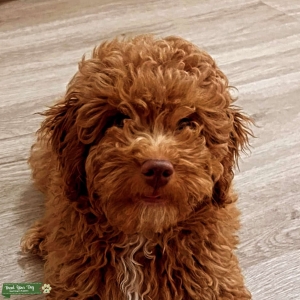 Toy Poodle Stud Miami Listing Image