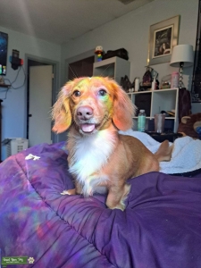 Stud Listing Image