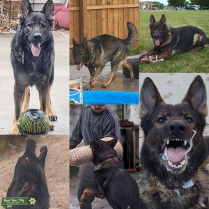 German Shepherd AKC Listing Image