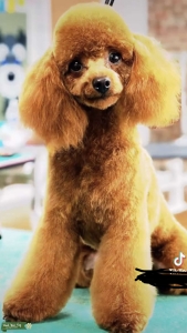 Miniature Ginger Poodle Stud Listing Image