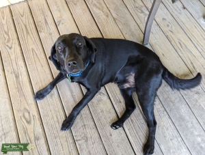 AKC Black Labrador Retriever  Listing Image