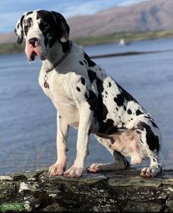 Karl the Great for stud  Listing Image