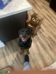 Purebred German Rottie Listing Image