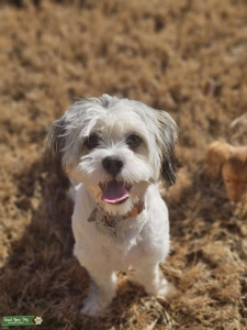 Malshi- Sweet girl looking for a Maltese, Shihtzu, or Malshi Mate Listing Image