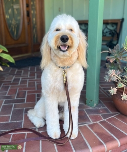 Light Goldendoodle Stud Listing Image