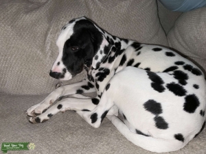 Female Dalmatian  Listing Image