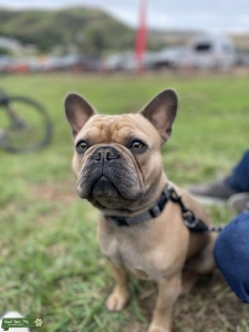 Handsome Blue Fawn Stud Listing Image